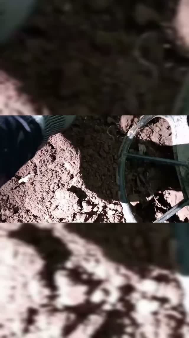 ОНИ ТО ЕСТЬ, ВОТ ТОЛЬКО МЕСТО НУЖНО НАЙТИ! #SHORTS  342