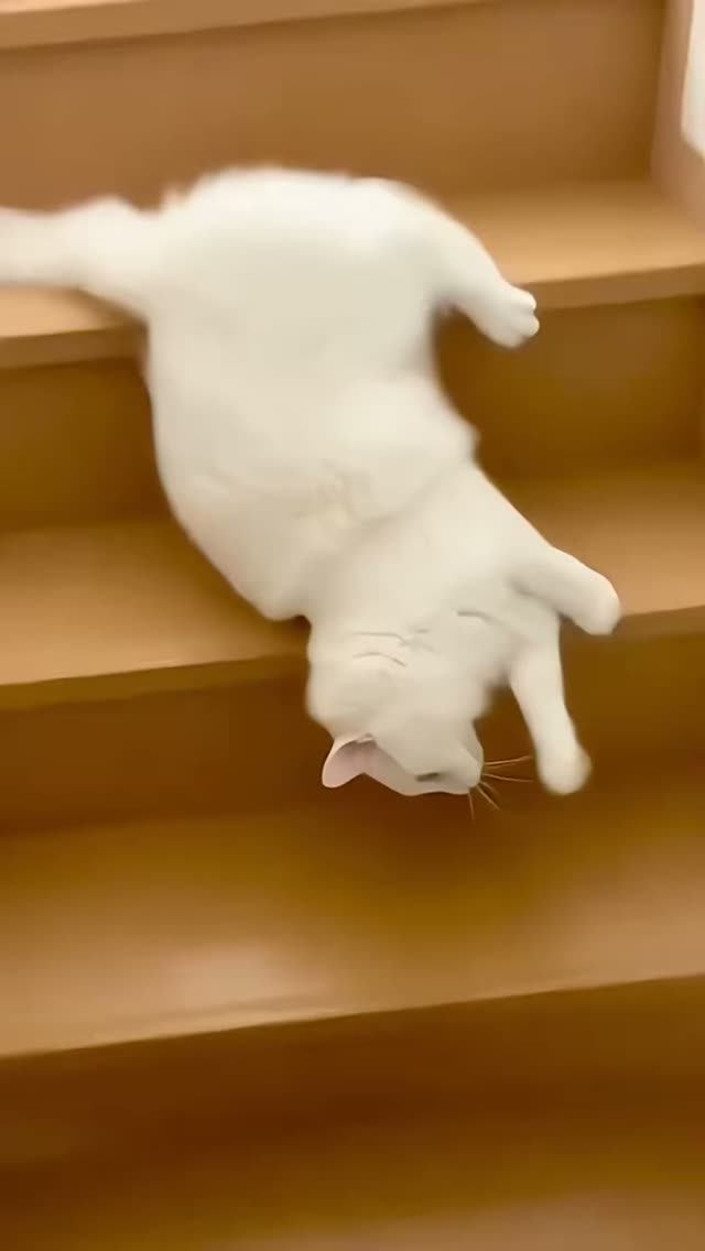 Кошка на лестнице