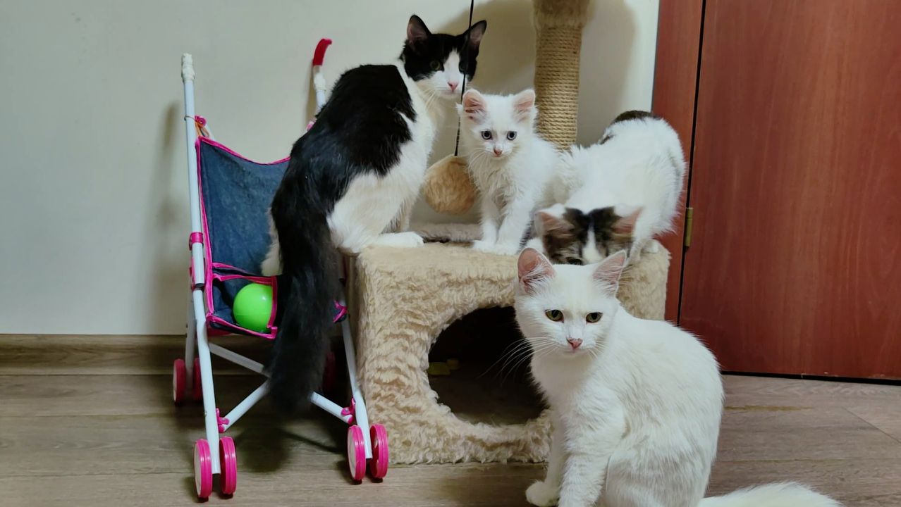 Мама-кошка и ее котята.