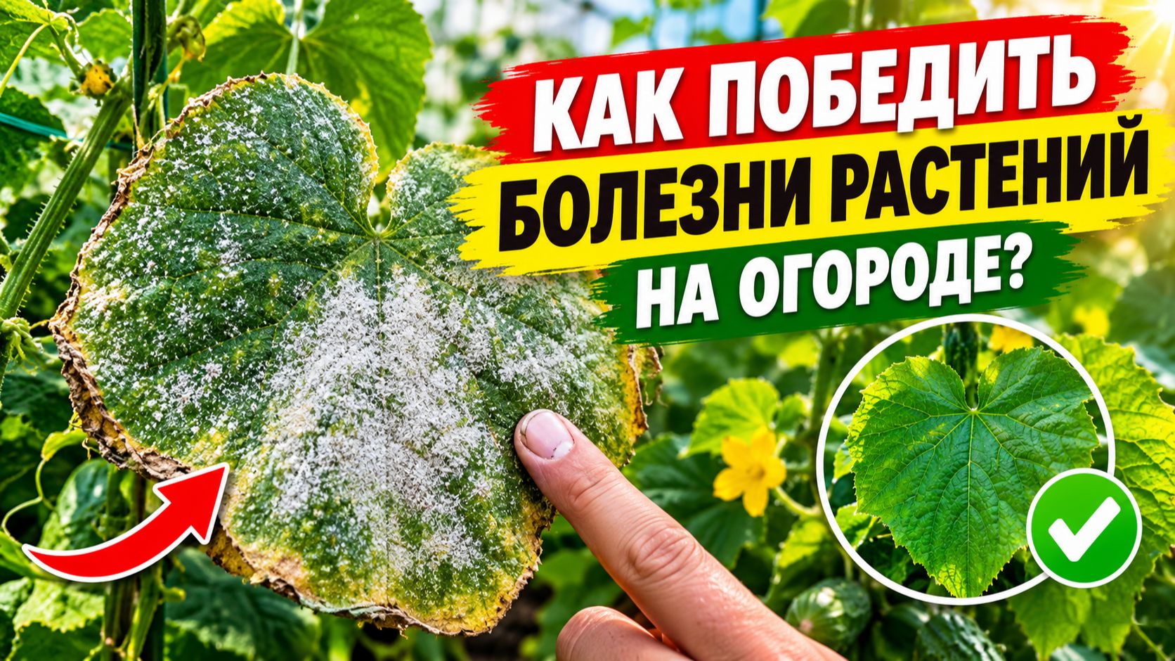 КАК ПОБЕДИТЬ БОЛЕЗНИ РАСТЕНИЙ НА ОГОРОДЕ? ПРИЧИНЫ И ПОСЛЕДСТВИЯ.