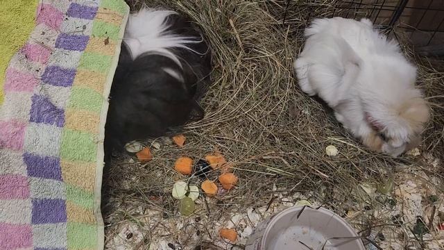 Морские свинки Улли и Пулли и друзья