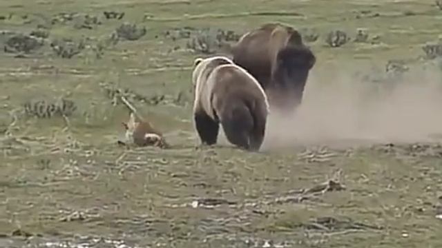 Гризли против Бизона! Кто победит? 🐻🦬