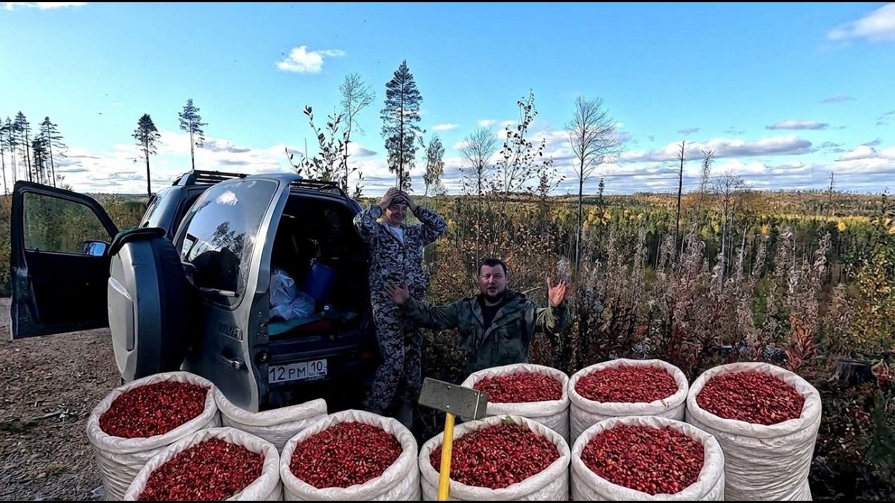 ЗАШЛИ НА МЕДВЕЖЬЕ ПАСТБИЩЕ И ОБАЛДЕЛИ. 30 тысяч за день НА ЯГОДАХ. СБОР БРУСНИКИ