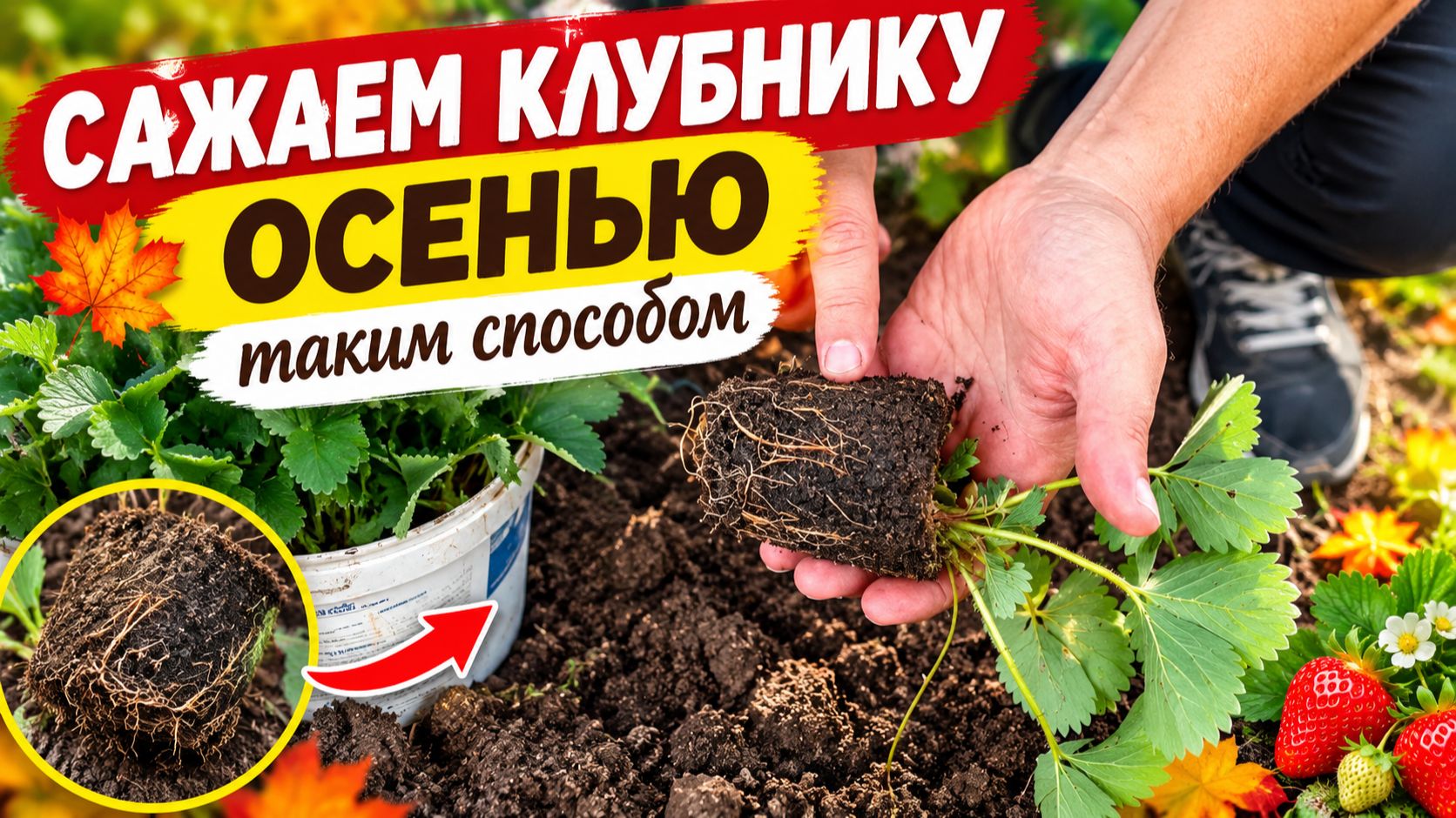 Осенняя посадки клубники - все тонкости и нюансы, которые помогут вам получить хороший урожай!