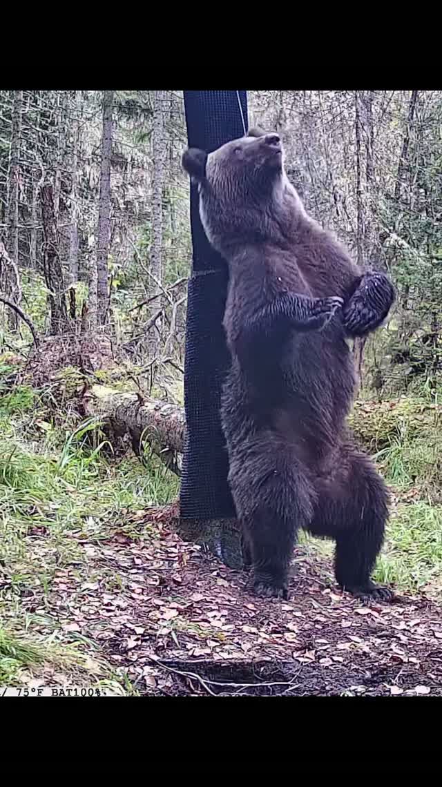 медведи