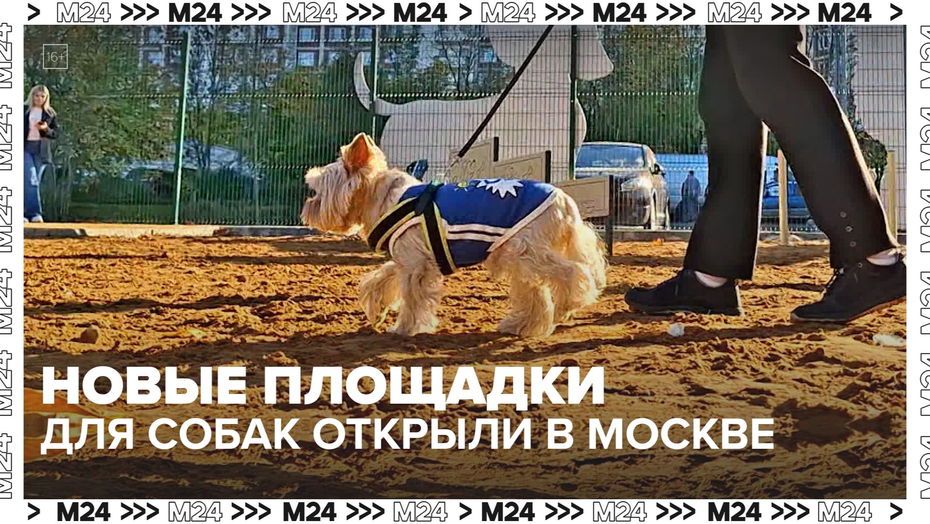 Где в Москве открыты площадки для выгула собак? — Москва 24 | Контент