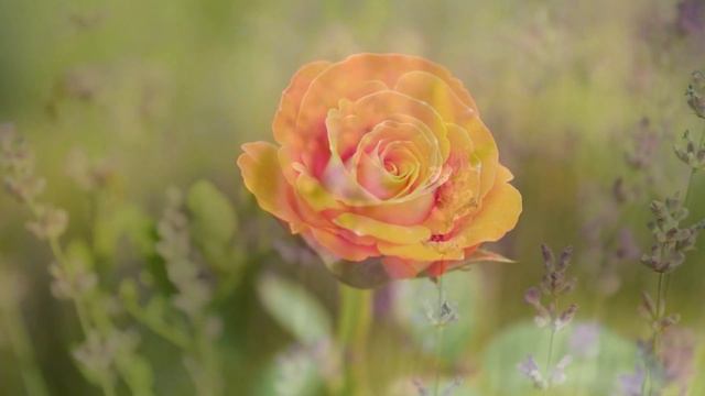 Прекрасная Мелодия 🌿 Музыка для Души, Релакса и Гармонии   Музыкальная Терапия