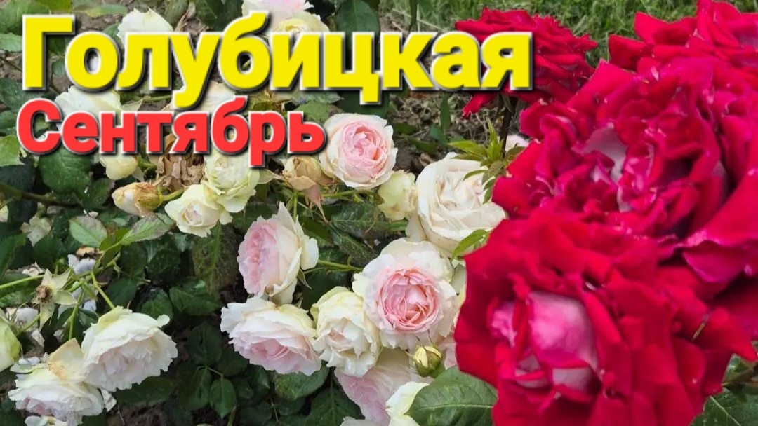 Лето не хочет уходить Собираем последний урожай