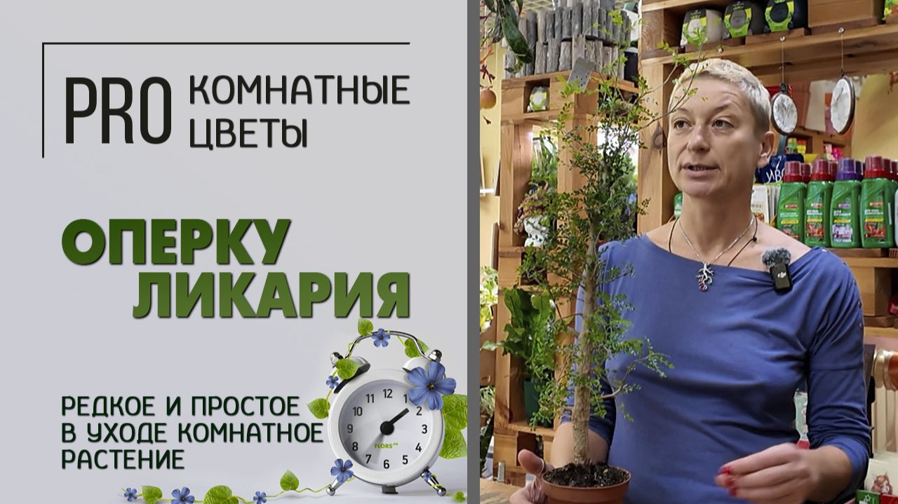 Про растение Оперкуликария. Редкое и простое в уходе комнатное растение. Уход за оперкуликарией.