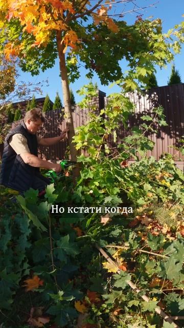 Осень самое время обрезать клены в момент опадения листвы.