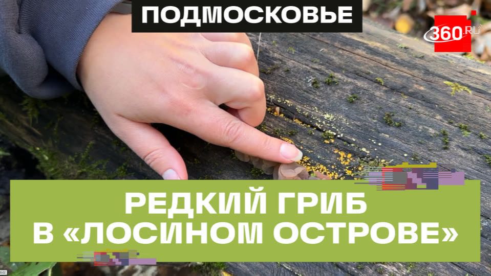 Редкий гриб-индикатор чистоты леса впервые найден в национальном парке Подмосковья