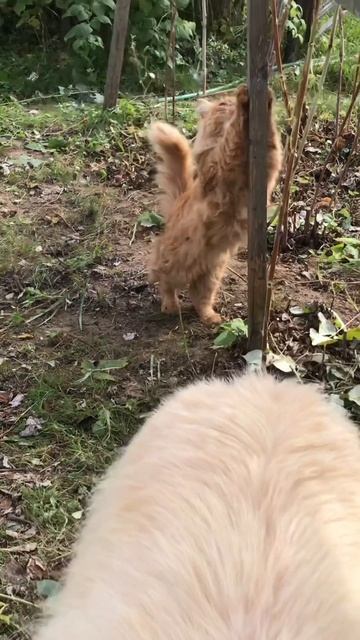 Котенок Альф