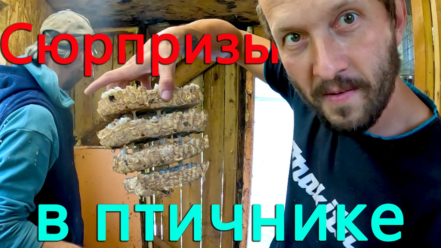Разобрали стены и потолок в птичнике, и нашли непрошеных гостей. Снова в налоговую.