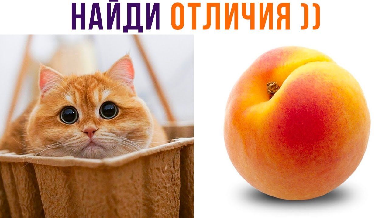 НАЙДИ ХОТЬ 1 ОТЛИЧИЕ))) (их нет) Приколы с котами
