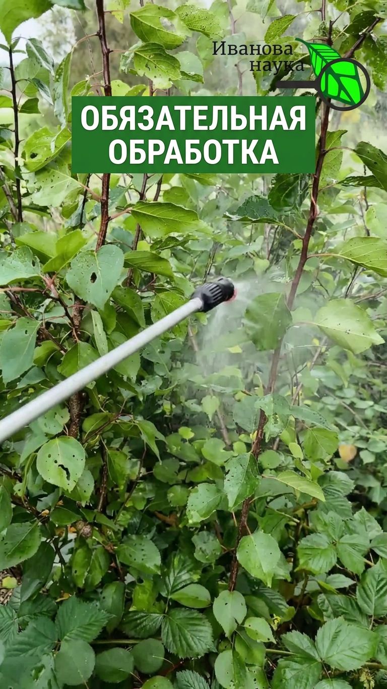 🔥 НАРОДНАЯ ОБРАБОТКА САДА ОСЕНЬЮ! Копеечный рецепт от всех болезней сада, доступный каждому