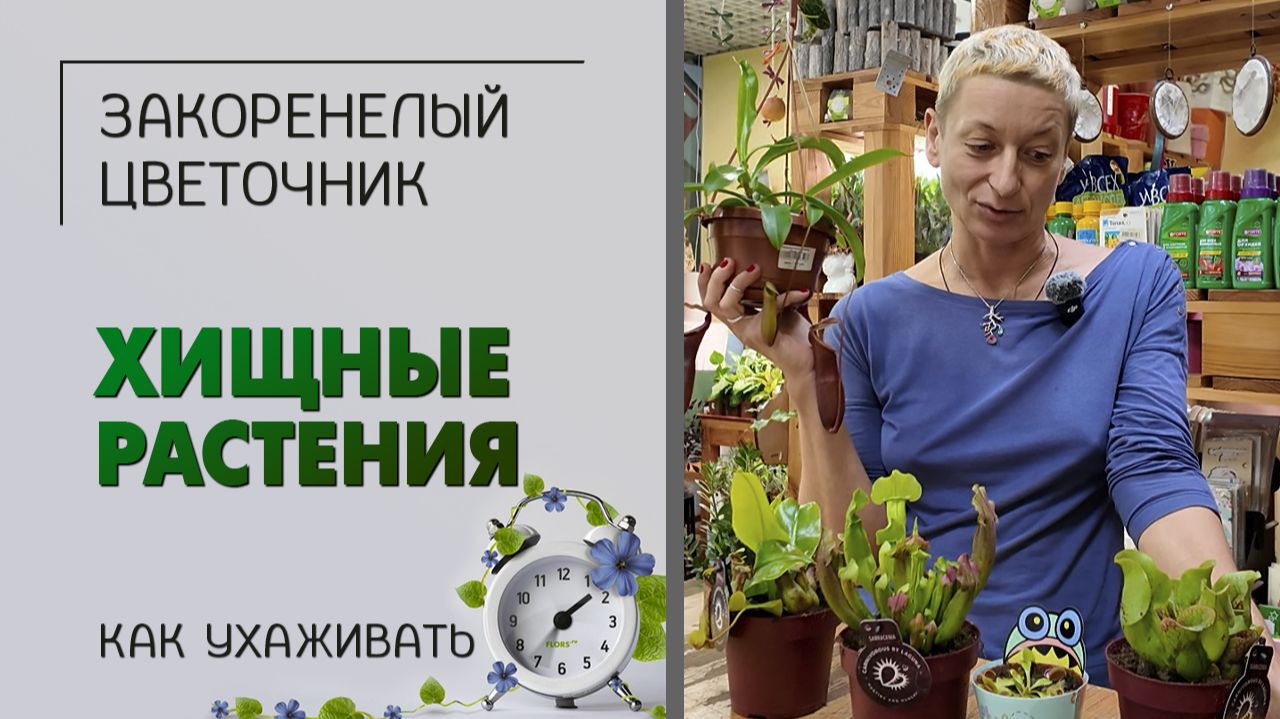 Хищные или насекомоядные растения. Как ухаживать за непентесом, дионеей, сарраценией, росянкой.