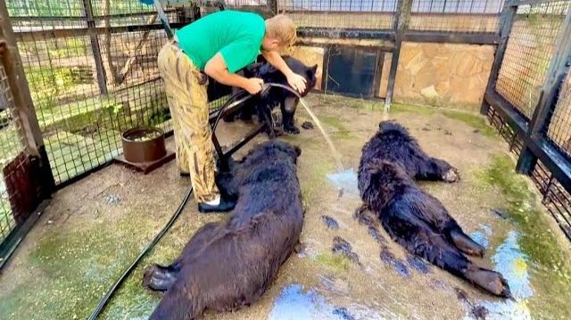 Я в полном УЖАСЕ-мы в вольере с медведями! Олег Зубков купает ТРЕХ МЕДВЕДЕЙ!!!