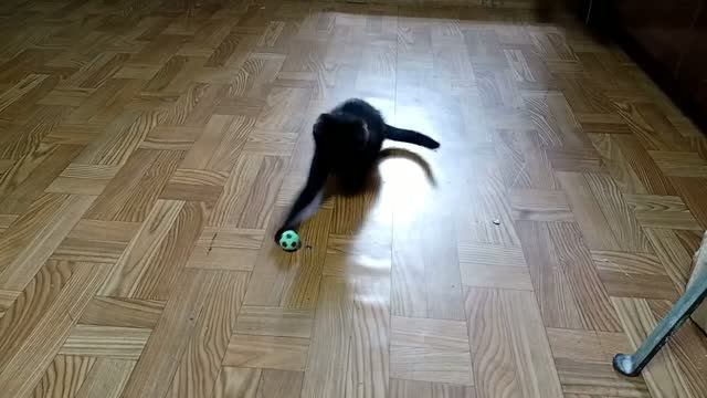 Коты, кошки и другие животные.