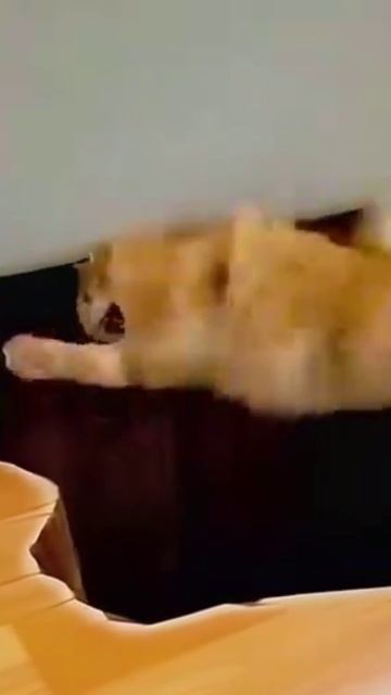 Котейка экстримал
