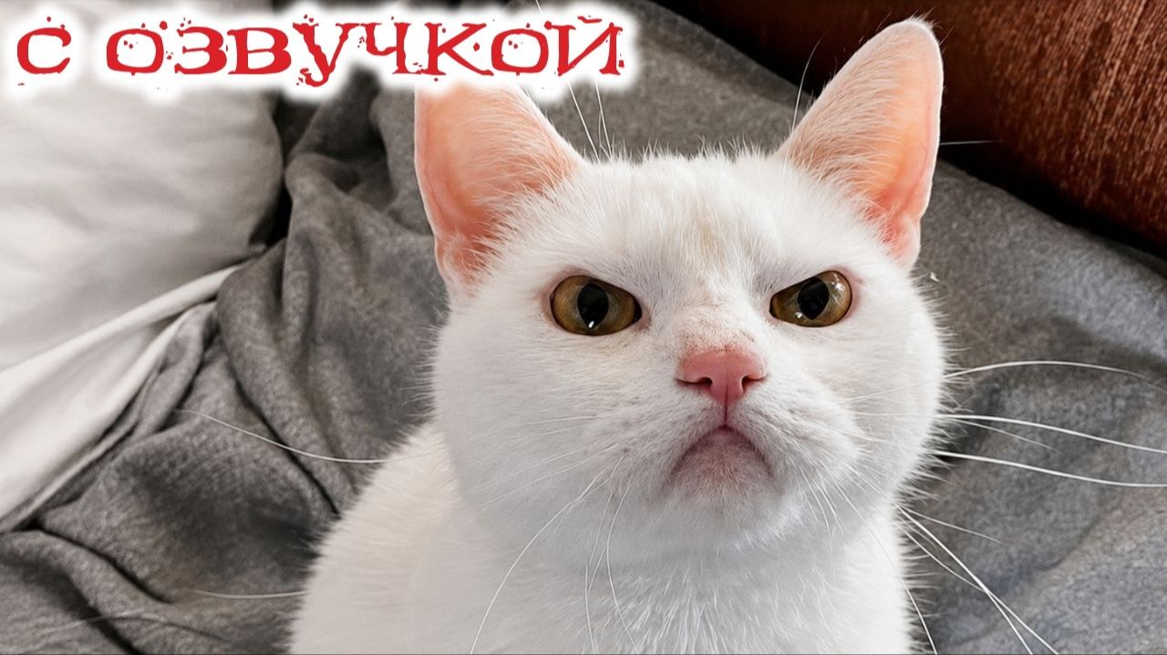 СМЕШНО ДО СЛЕЗ Приколы_с_котами и кошками!Смешные_коты!_Самые_смешные_животные!Смешная озвучка