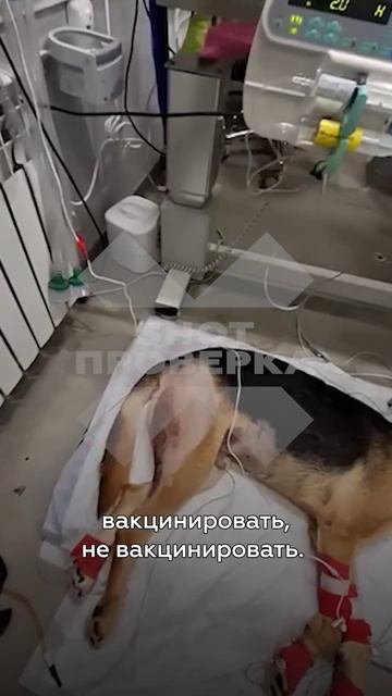Могут ли питомцы заразить хозяев бешенством?