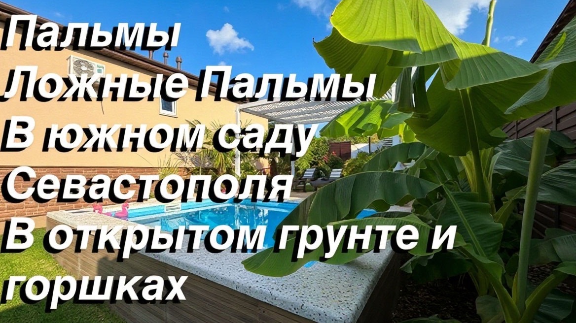 Пальмы 🌴