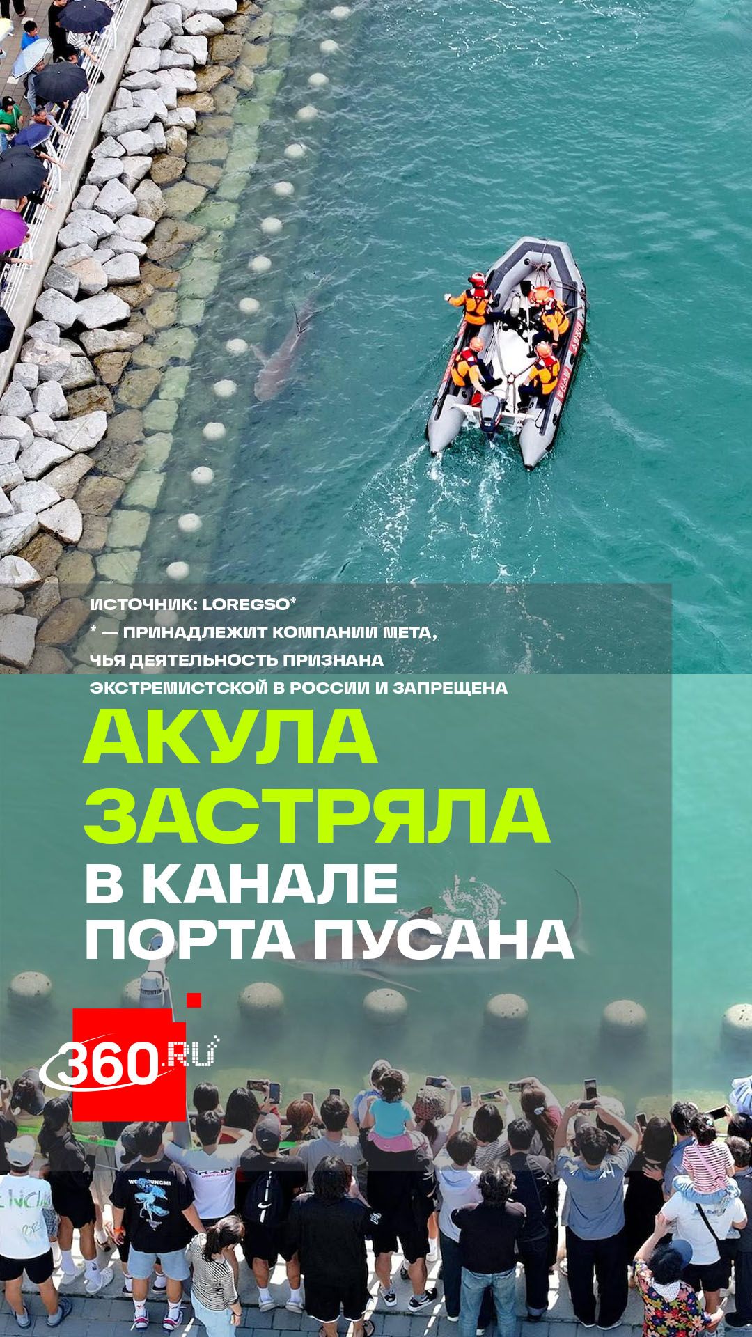 Акула застряла в порту Пусана и стала звездой