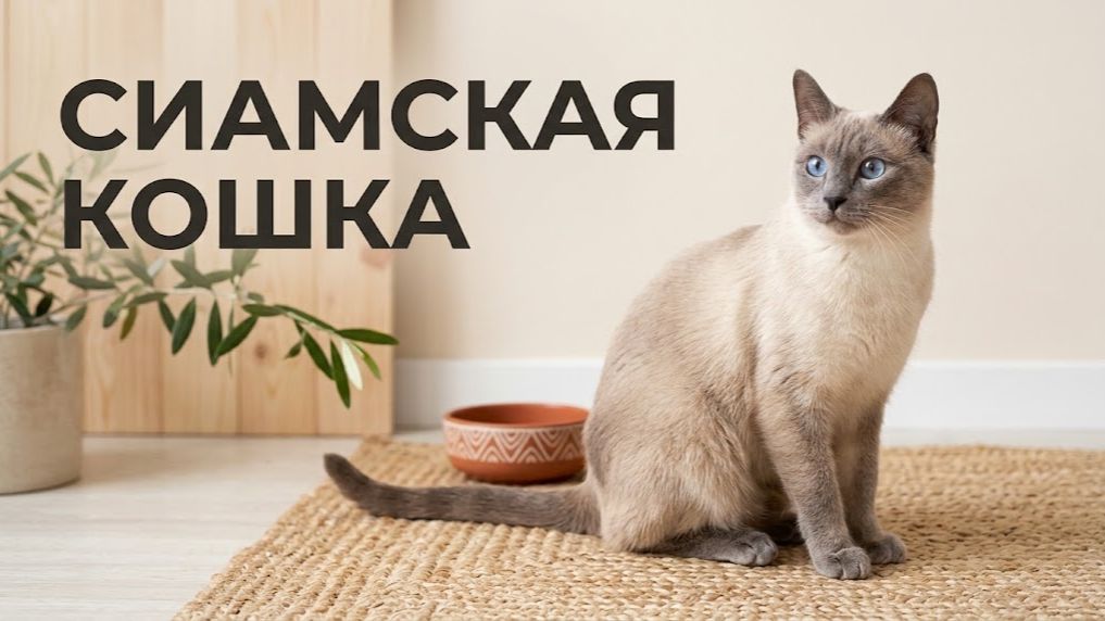 Черновик: Животные