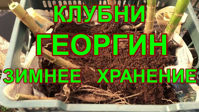 Луковичные и клубневые цветы