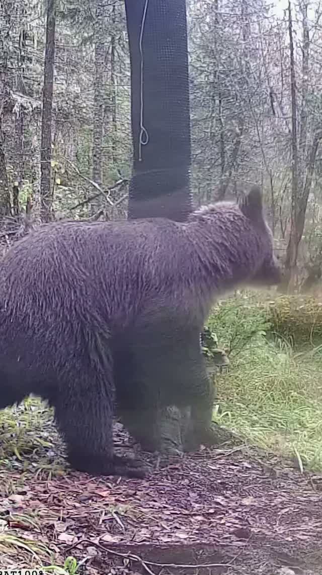 медведи