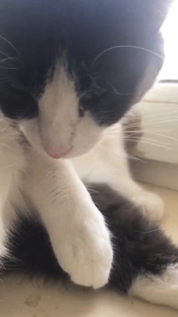 кошки