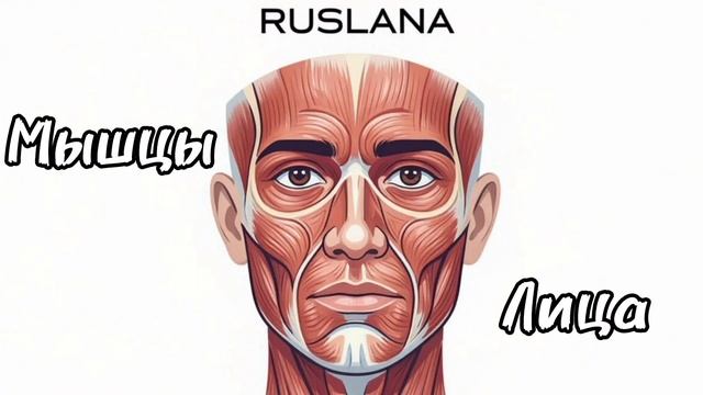 Мышцы Лица. Подкаст.