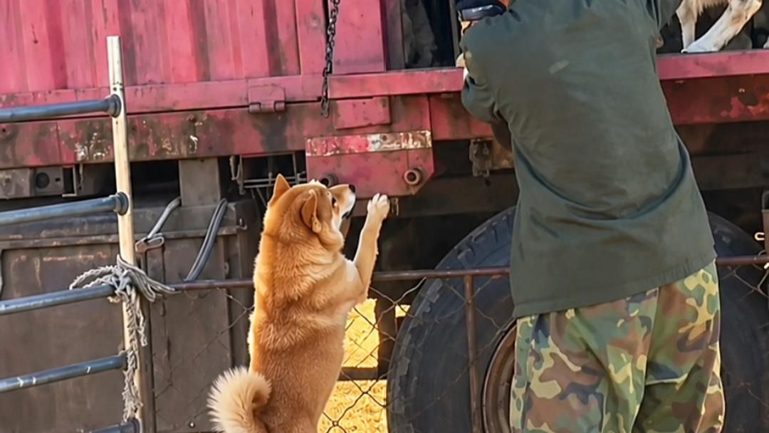 🐕«Не уезжайте без меня!»: пёс несколько километров провожал овец, с которыми вырос