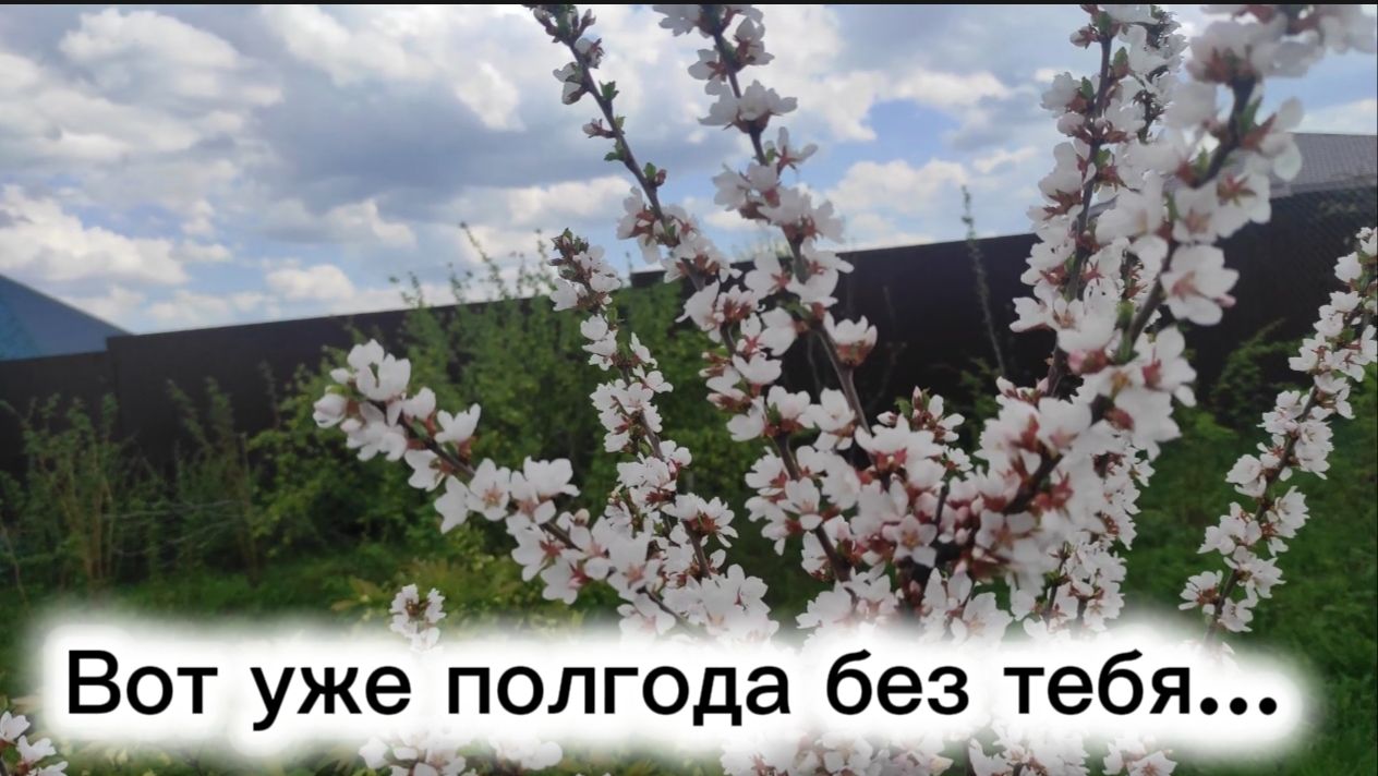 Вот уже полгода без тебя...