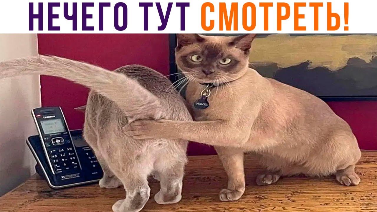 НЕЧЕГО ТУТ СМОТРЕТЬ!))) Приколы с котами