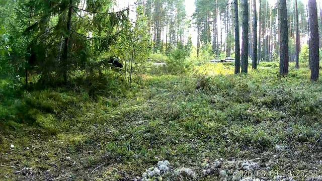 Видео с фотоловушек заповедника ″Кивач″