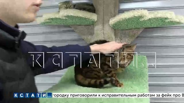 Спасение Животных