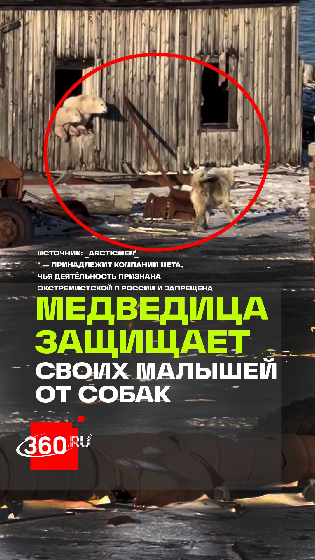 Уютное гнездышко на краю света: как белая медведица превратила заброшенный дом в берлогу