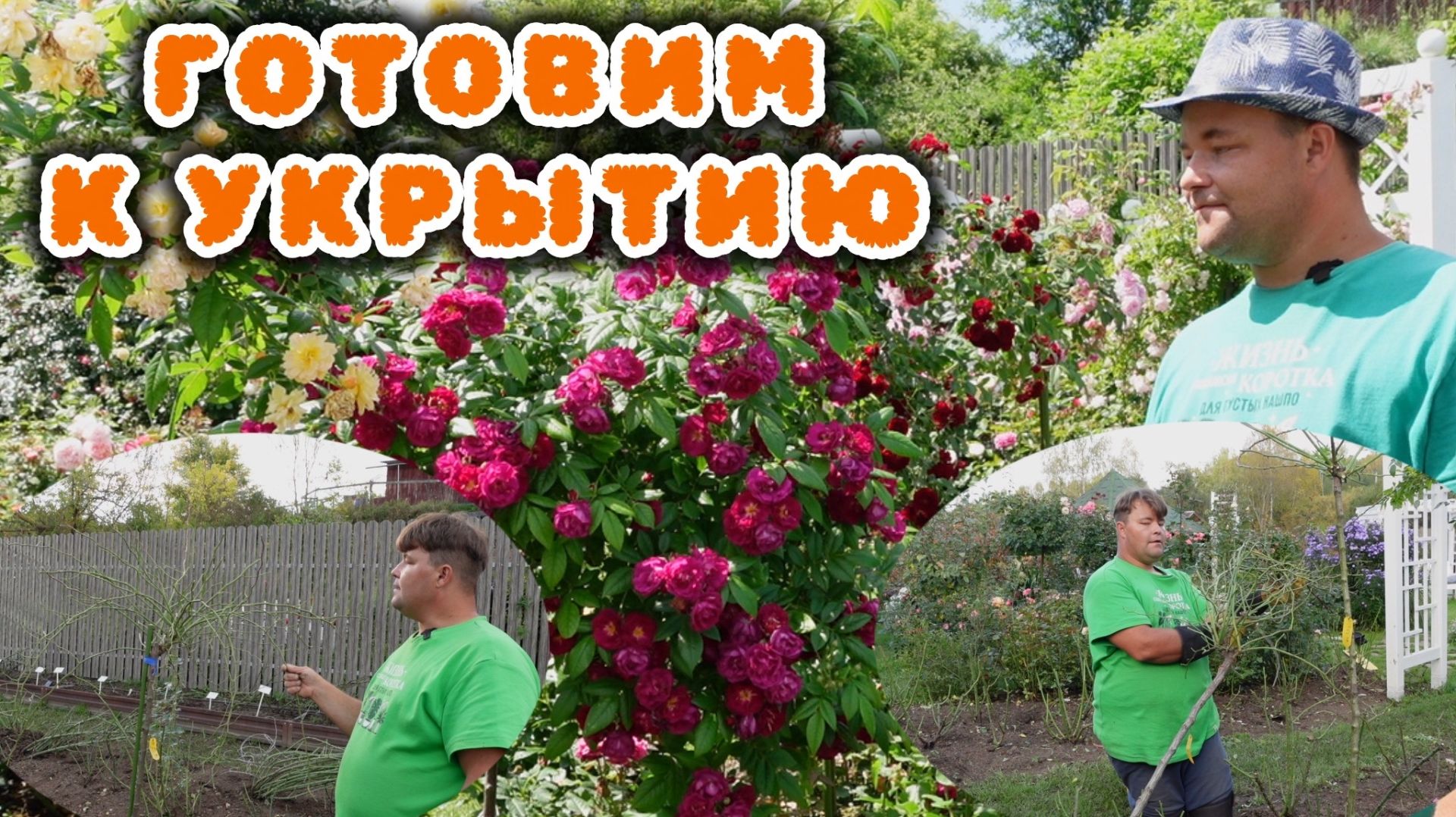 Как пригнуть любые розы быстро, просто и легко.