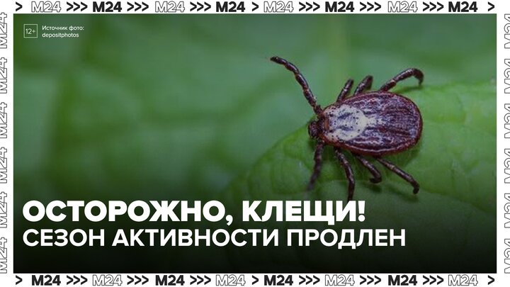 Сезон активности клещей продлился в Москве из-за аномально теплой погоды