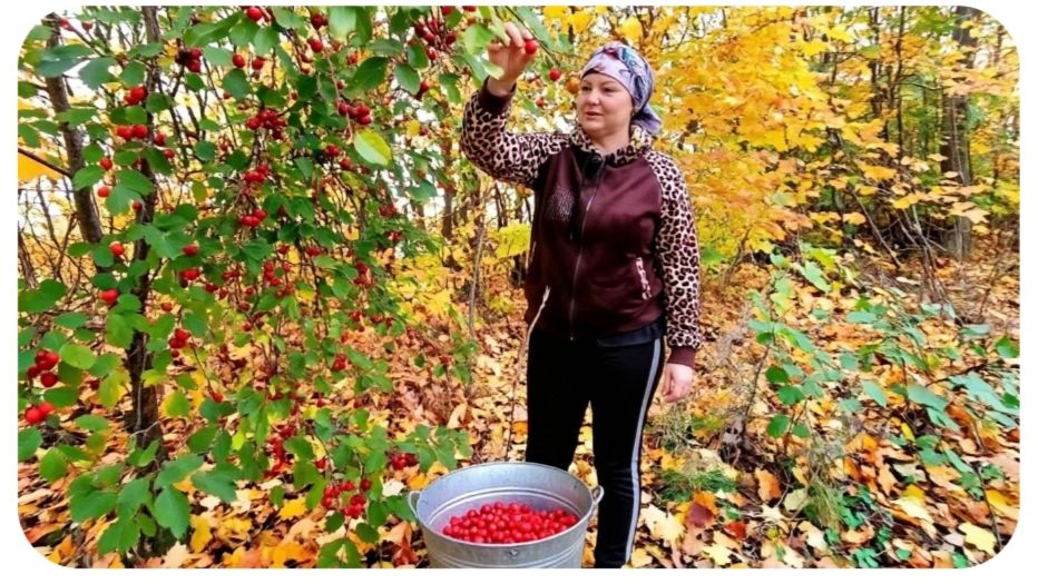 СЪЕЗДИЛИ НАБРАЛИ РАЙКИ, НАВАРИЛА ВАРЕНЬЕ, ЖИЗНЬ В СЕЛЕ
