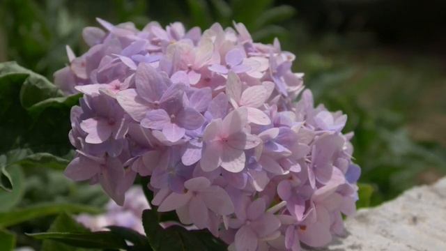 Самая Нежная Музыка в Мире 🌿 Волшебная Мелодия для Сердца и Душевного Равновесия