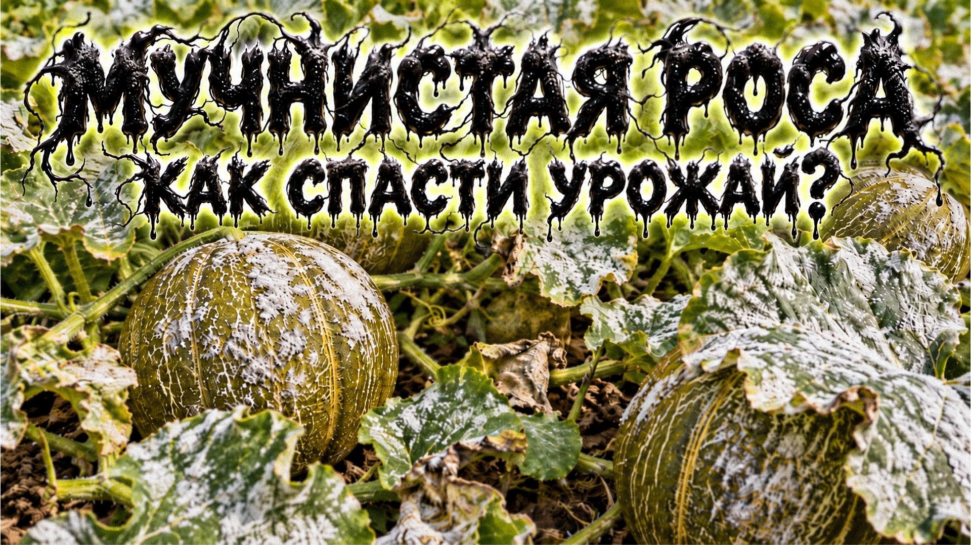 КАК СПАСТИ РАСТЕНИЯ ОТ МУЧНИСТОЙ РОСЫ