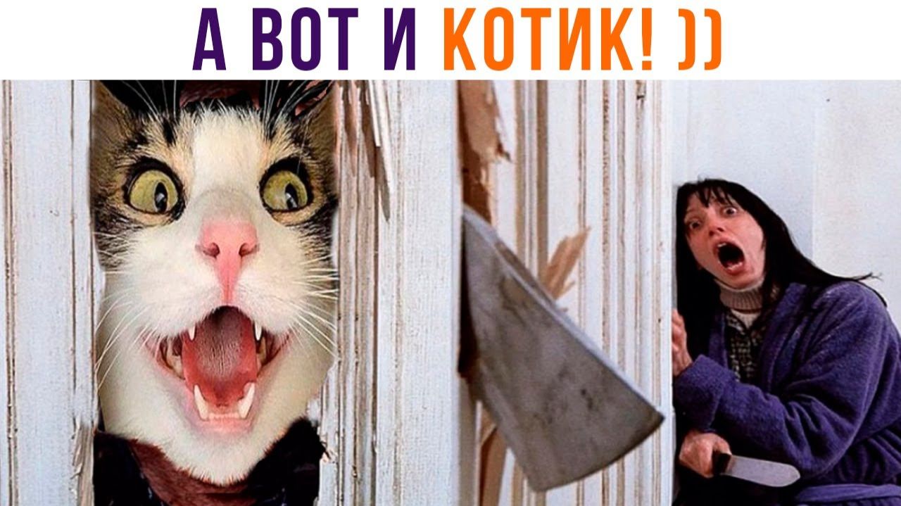 А ВОТ И КОТИК!))) Приколы с котами