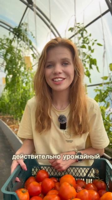 🍅 Сколько килограммов томатов можно собрать всего с одного куста_ #SemenaPartnerShorts