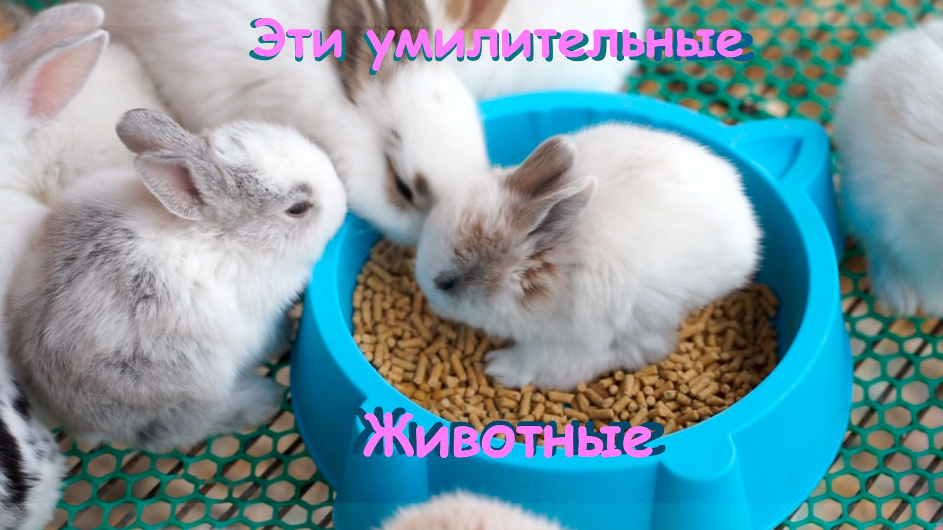 Лапы и Хвосты