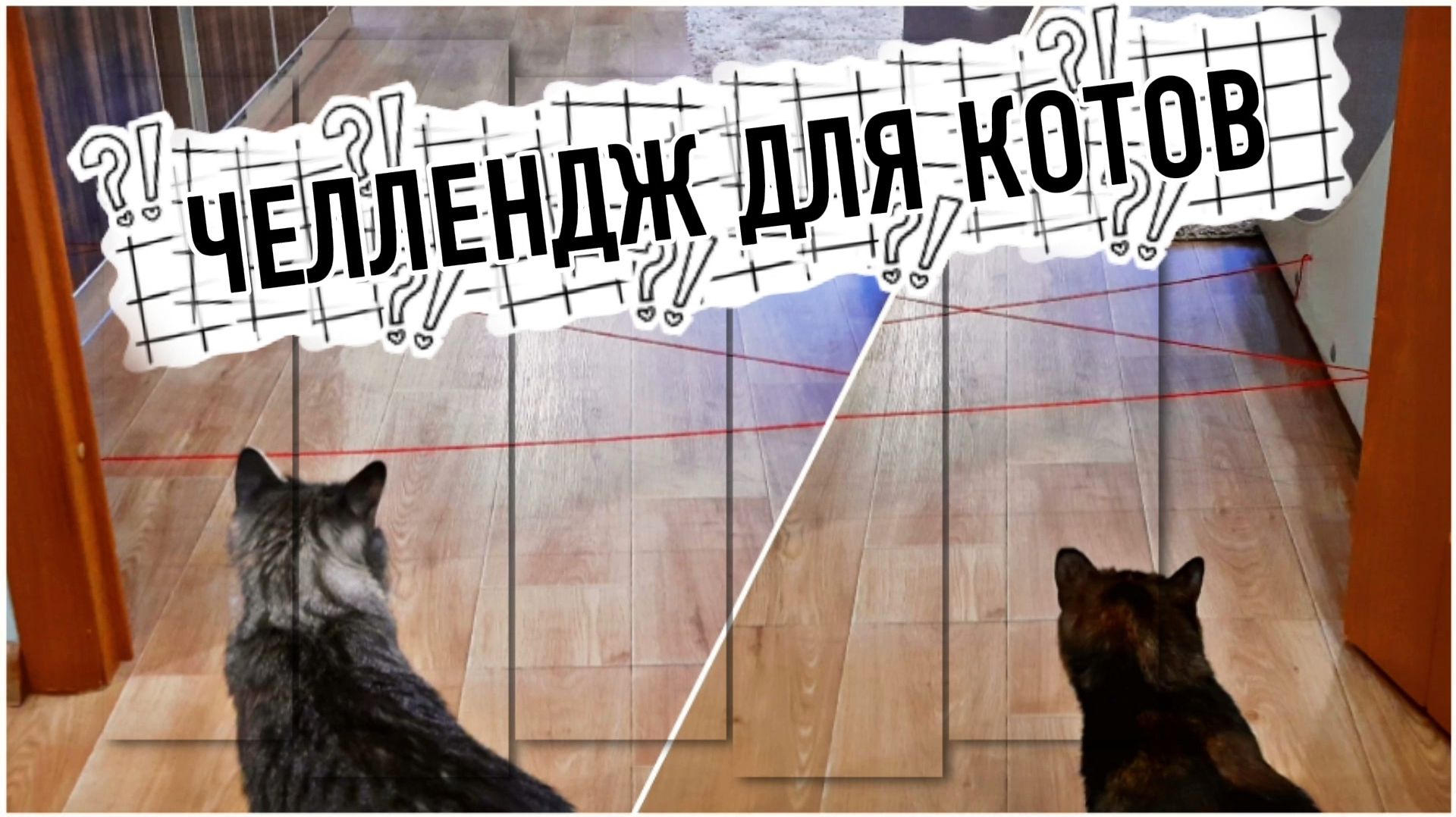 Коты, такие разные коты