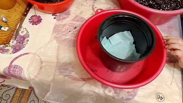 Экзотика на подоконнике