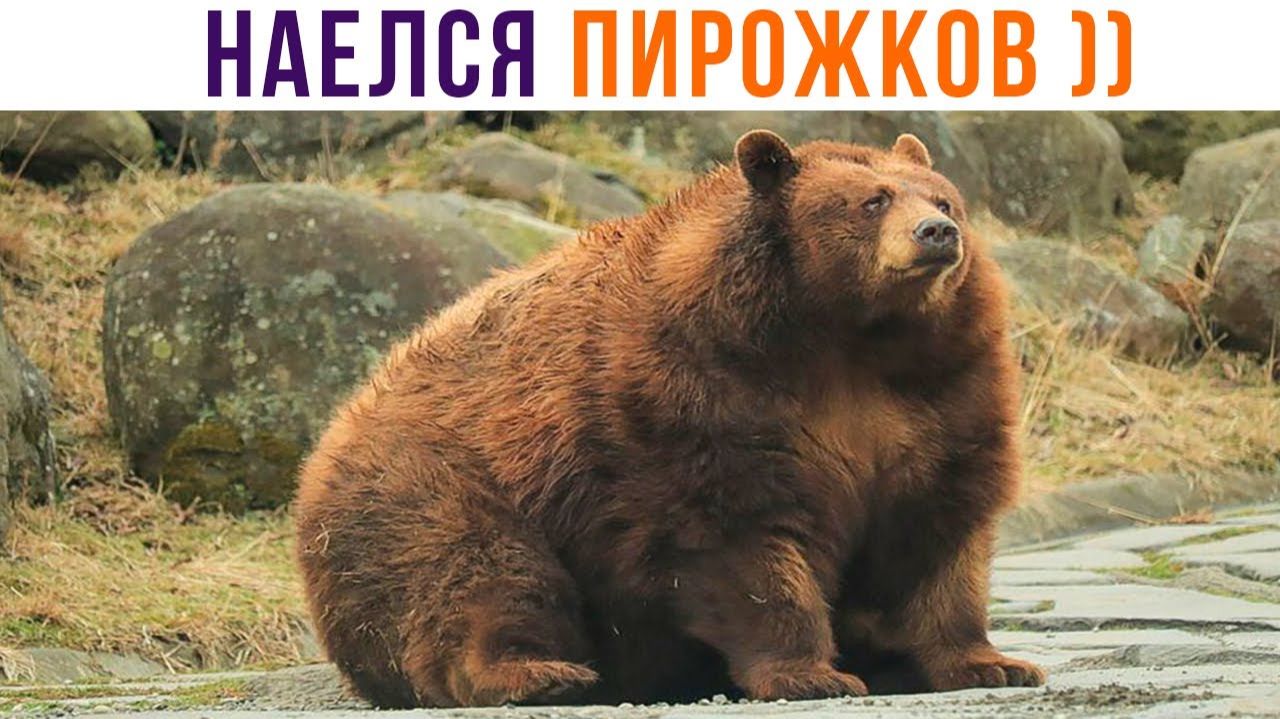 НАЛОПАЛСЯ ПИРОЖКОВ))) Приколы