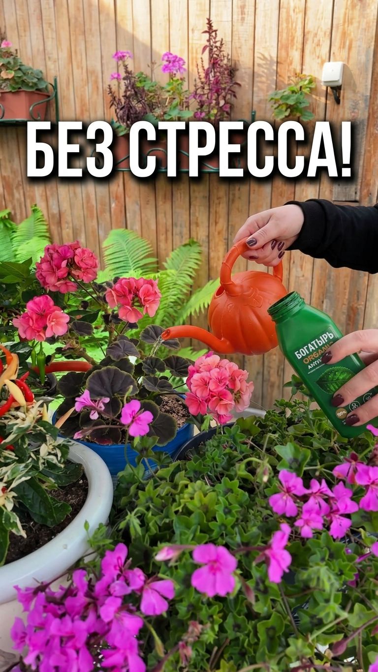 Цветы с улицы — в дом! Как спасти их от стресса
